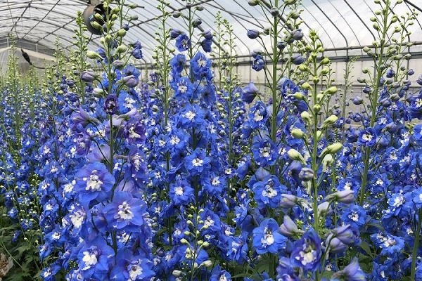 一年間、どの季節でも花を出せる